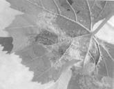 Landwirtschaft Narren- oder Taschenkrankheit der Pflaume Taphrina pruni Diagnose typisches Schadbild, meist erst kurz vor Ernte sichtbar Früchte steinlos flach schotenförmig gekrümmt, oft auch