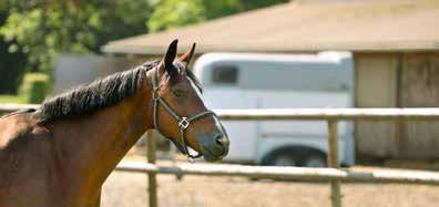 Das Glück dieser Erde zur Tierliebe die finanzielle Sicherheit Pferde-Lebensversicherung Ihr Pferd ist Ihnen lieb und teuer. Daneben stellt es einen beträchtlichen Wert dar.