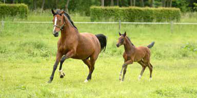 Versicherungsschutz ungeborener Fohlen Auch Pferde können ihren Nachwuchs leider vor oder kurz nach der Geburt verlieren.