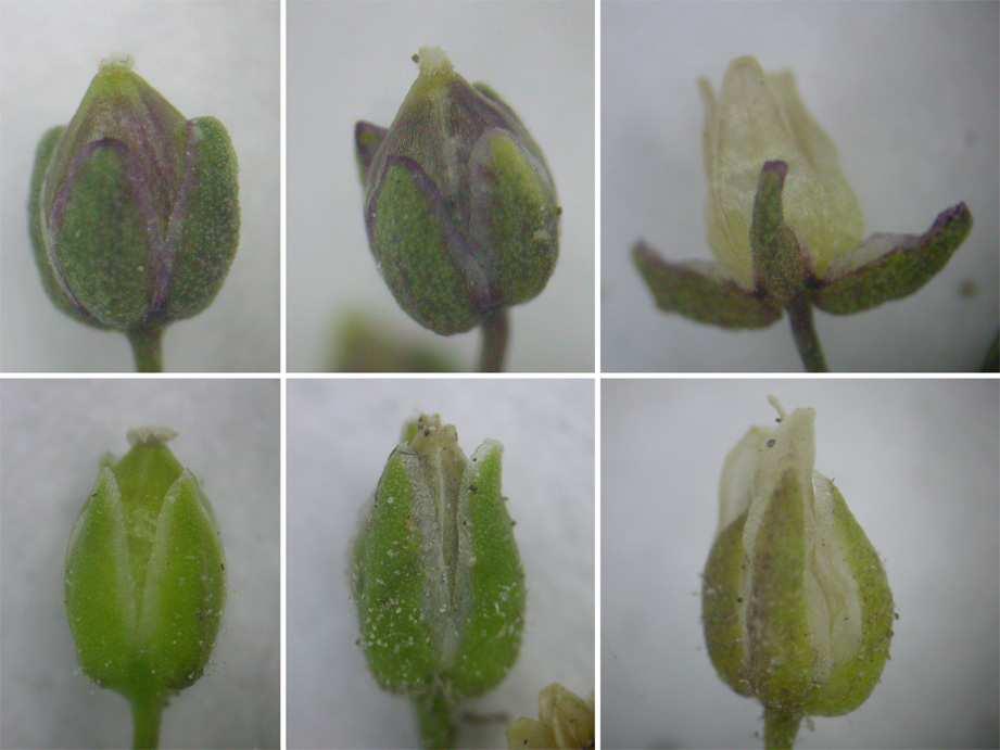 werden. Nach eigenen Geländebeobachtungen darf die Kelchblattspreizung nicht überbewertet werden. So können regelmäßig Pflanzen von S. micropetala s. l.