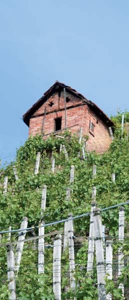 Freizeitwengerter wie Guigas sind allerdings Exoten bei der Bad Cannstatter Weingärtnergenossenschaft.