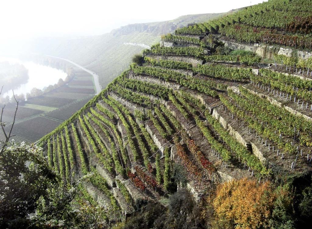 Wein-Boulevard 31 Pflanzen mit Verbreitungsstrategie Auch für die Verbreitung hat diese einst mit dem Weinbau aus dem Mittelmeerraum eingewanderte Pflanze eine eigene Strategie entwickelt.