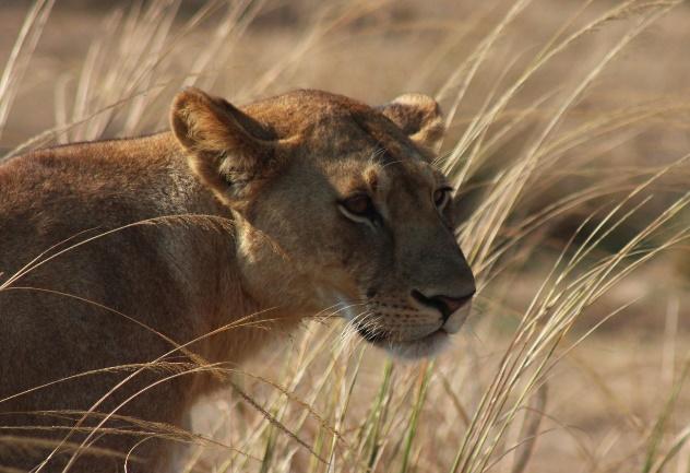 Tag: Von Arusha zum Lake Manyara-Nationalpark 4.