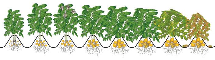 Fungizidempfehlung im Kartoffelanbau Krautfäule- und Alternariabekämpfung* 1,4 kg/ha Valbon 0,5 l/ha Ranman Top + + 2,33 l/ha Proxanil Extra 0,6 l/ha Revus Top 1,6 kg/ha Valbon 0,6 l/ha Revus Top