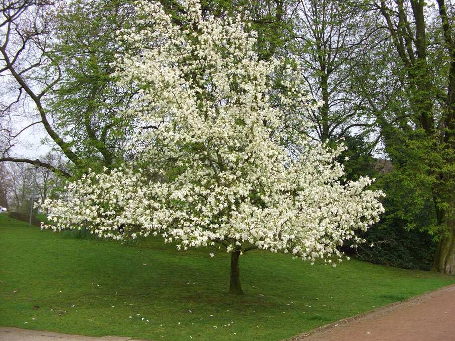 Pflanzenporträt: Magnolia spp. Magnolien (Magnoliacae) VEIT DÖRKEN & ARMIN JAGEL Früh im Jahr blühen die Magnolien und zwar die meisten von ihnen schon vor der Blattentwicklung (Abb. 1 & 2).