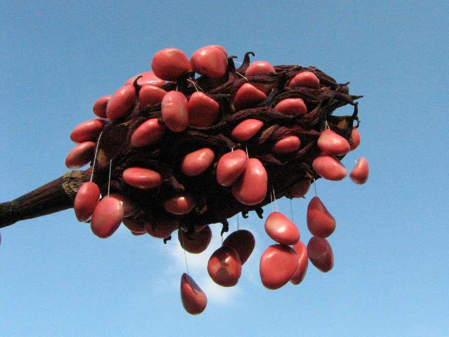 Bei manchen Arten hängen die Samen an einem dünnen Verbindungsstrang, der der Träger der Samenanlage ist (Funiculus) (Abb. 8). Abb.