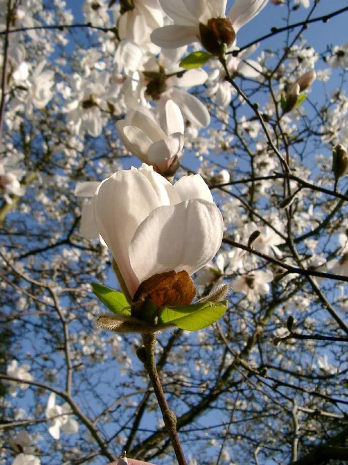 Bekannte Sorten sind 'Leonard Messel, die eine hohe Frostresistenz der Blüten aufweist, und die Sorte 'Merrill' mit etwa 10 cm breiten, leicht gefüllten,