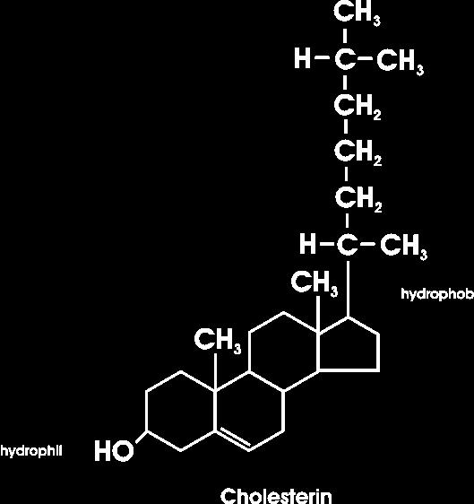 Aufbau einer biologischen Membran Cholesterin Steroid-Grundgerüst Hydrophiler Anteil (OH-Gruppe)