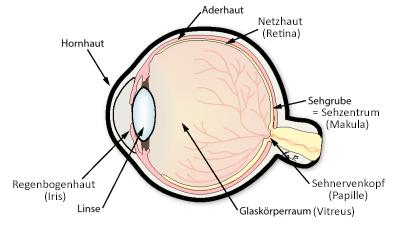 2. Warum der Zucker ins Auge geht - Ursachen Was passiert beim Sehen? Die Netzhaut kleidet das Innere des Auges wie eine Tapete aus.