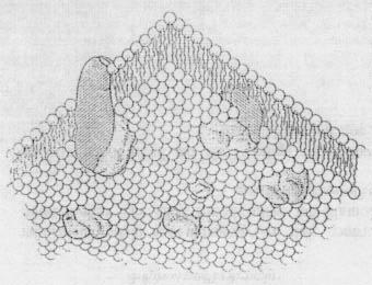 12.6 Biomembranen Grundbaustein für die räumliche Struktur von Biomaterie Schematischer Aufbau von Biomembran: in Doppelschicht von Lipiden sind Proteine eingebettet also Membran nicht nur Stützwand
