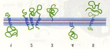 Antikörper Regulieren die Ionenpermeabilität der Membran Aufgabe der Membran: Verhält sich wie 2dim Lösung für Proteine, Flüssigkeitsverhalten wichtig für das Überleben der Zellen Typischer