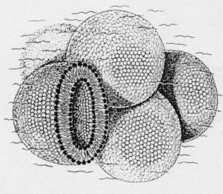 Biegesteifigkit (=elastisches Modul) χ Spontane Krümmungsenergie (=Maß für die Membran Asymetrie) C o Randspannung R Krümmungenergie der ebenen Platte A χ C o 2 /2 Kugel statt Platte: keine