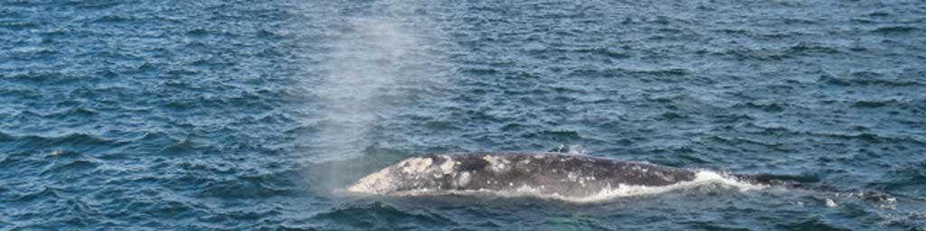 MV Searcher / Baja Whales - Wale in der Baja California & Sea of Cortéz / Mexiko Drucken Auf dieser 12-Tages-Walbeobachtungstour zur Baja California haben Sie die Chance bis zu einem halben Dutzend