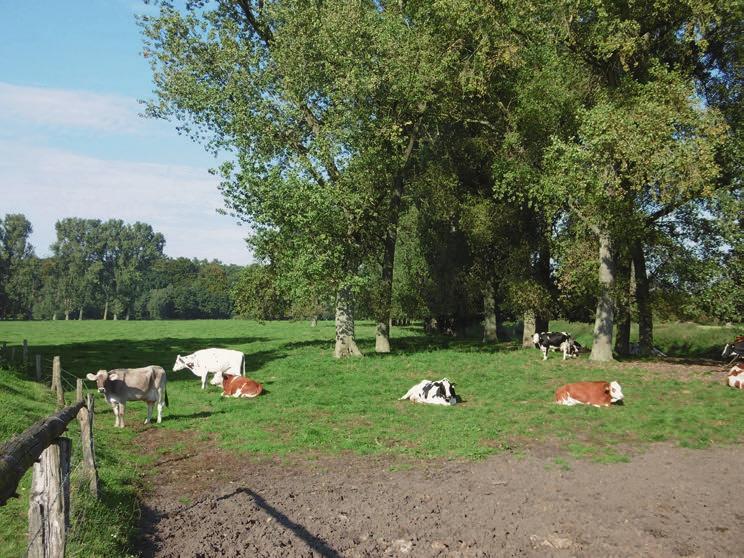 Abb. 6: Extensiv bewirtschaftete Rinderweide an der Ems bei Saerbeck als Lebensraum für eine artenreiche Koprophagenzönose, 03.10.2015. (Foto: J. Oellers) 2.