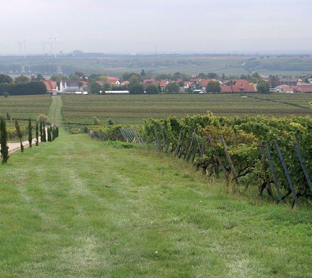 Bei Endpfählen aufgrund der Zuglasten auf ausreichende Materialstärke achten, denn das Ausbessern defekter Endpfähle ist eine der zeitintensivsten Arbeiten im Weinberg.