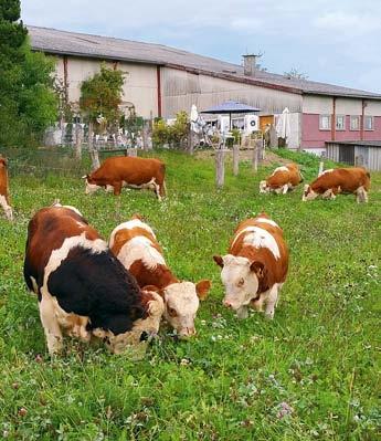 An sonnigen Tagen wird der Garten zum wildromantischen Freiluft-Café Shabby Chic