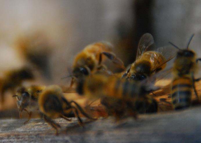 Zur Zeit sind es fünf, sehr streichelerprobte und selbstbewusste Karnickel. Die Bienenvölker nehmen immer eine Sonderstellung ein.