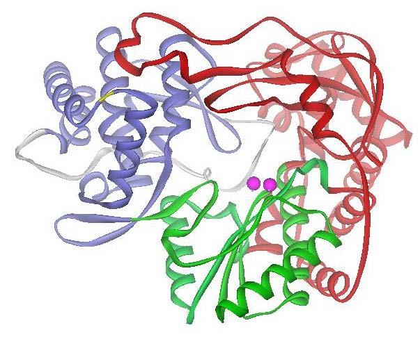 3D-Struktur einer RNA-abhängigen RNA Polymerase Right-hand shape