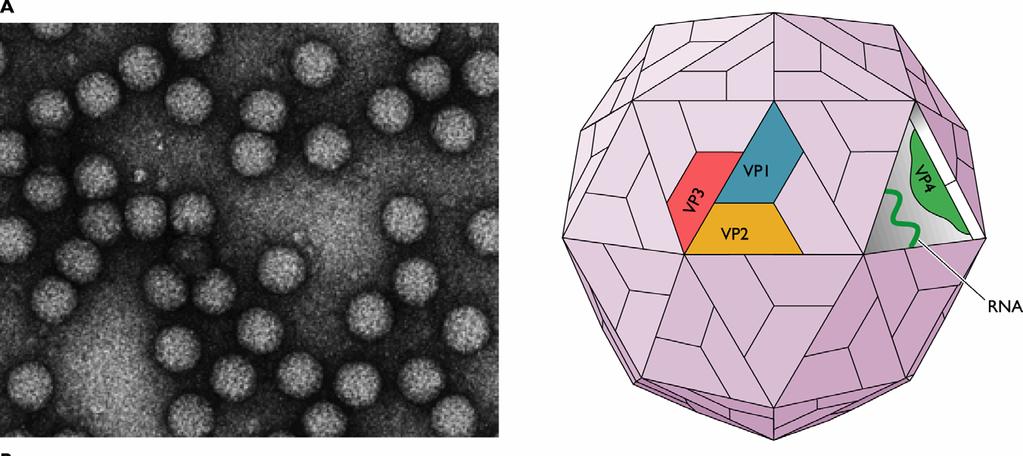 Struktur des Poliovirus: (+)RNA