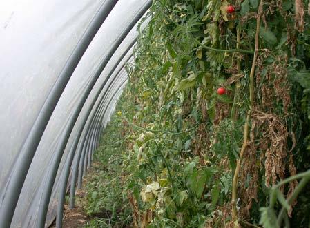 Mehltau im Bioanbau bei Zwiebel und Salat - Bodenbearbeitung und Pflanzengesundheit - Saatgutbehandlung bei