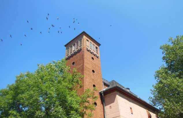 Zusammenfassung 2003 war der Mauersegler Vogel des Jahres. Damals berichtete Erich Kaiser aus Kronberg in einem Vortrag im Bürgertreff Bockenheim über die Lebensweise der Segler.