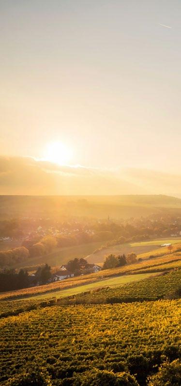 TIPP Unsere Neuen Pfalz es einmal etwas In der Pfalz waren wir 2016 sehr fasziniert von den lichten, strahlenden Aromen im Wein, die himmelwärts zu streben scheinen,