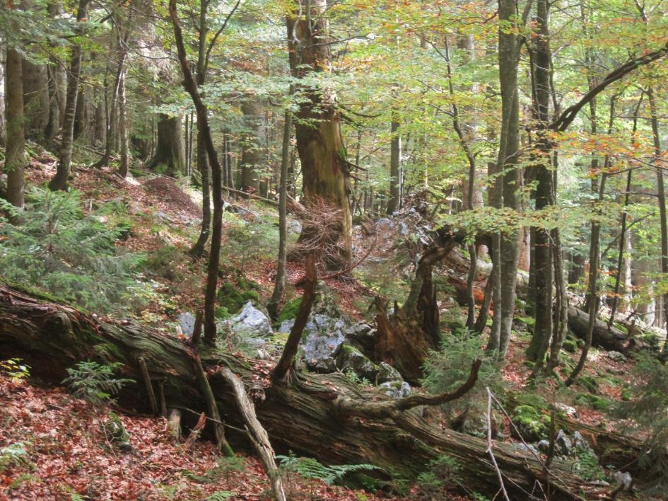 Abbildung 7: Alter Bergmischwald im Glaswald an den Südhängen der Benediktenwand (Bild: Hans Bierling) Subalpine Fichtenwälder Die Bergmischwälder werden ab einer Höhenlage von etwa 1.500 m ü. N.
