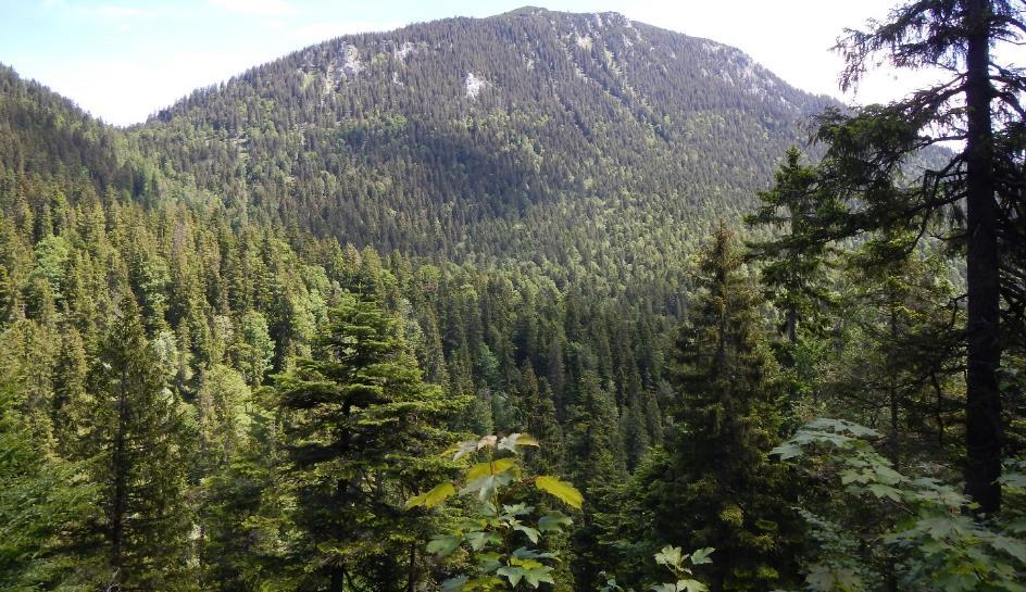 Abbildung 8: Subalpine Carbonat-Fichtenwälder über Bergmischwäldern an den Südhängen der Benediktenwand (Bild: Klaus Huschik)