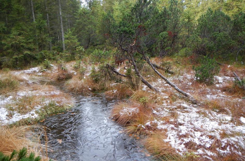 Abbildung 12: Naturnaher Spirken-Moorwald im Gurnmoos auf einer Talverfüllung nördlich der Benediktenwand (Bild: Klaus Huschik) 2.1.7.
