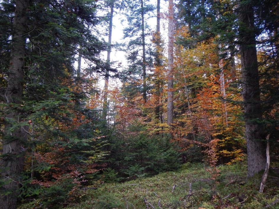 Abbildung 13: Strukturreicher montaner Hainsimsen-Buchenwald im Eurasburger Forst (Bild: Klaus Huschik) Die von den Eiszeiten geprägte Landschaft weist darüber hinaus relativ viele feuchte und nasse