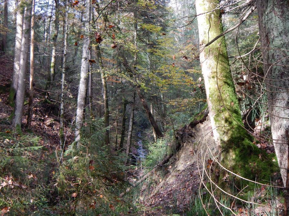 Schlucht- und Hangmischwälder Schlucht- und Hangmischwälder kommen an kolluvialen, humus- und nährstoffreichen, frischen bis hangfeuchten Hangfüßen bzw. in Hangmulden vor.