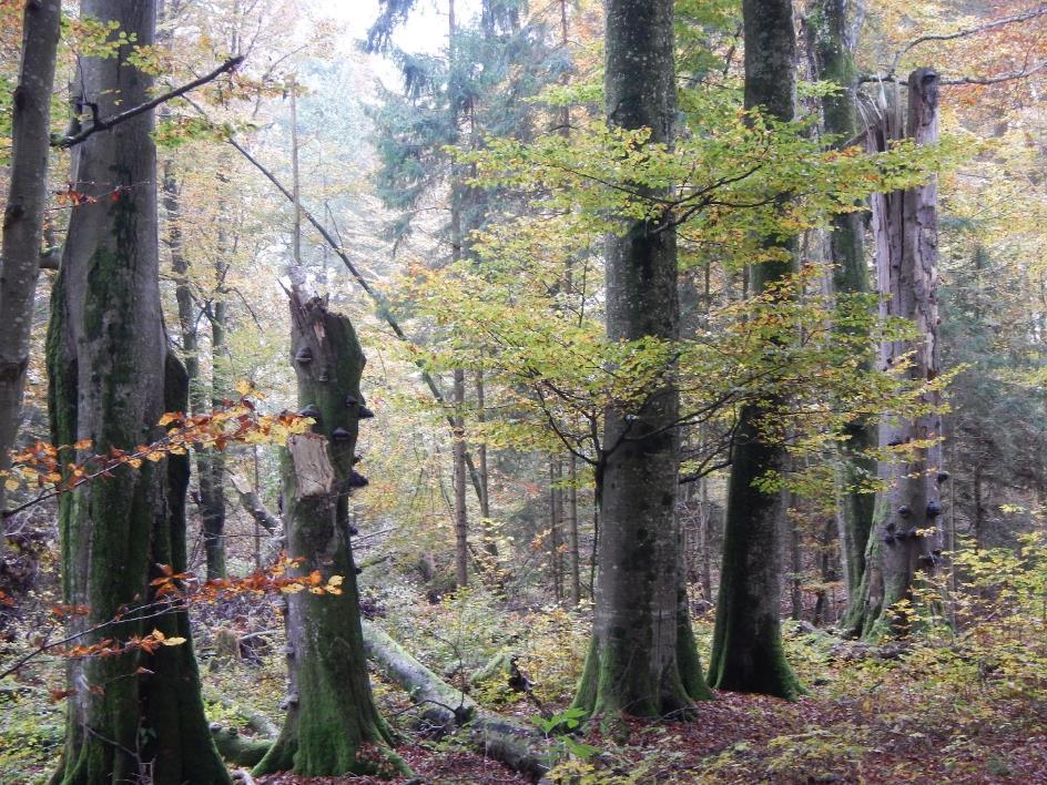 Abbildung 18: Biotopbäume im Revier Seeshaupt bei Seeseiten (Bild: Klaus Huschik) Ziele und Maßnahmen Zum Erhalt von Biotopbäumen verfolgt der Forstbetrieb Bad Tölz folgende Ziele: Als ständiges