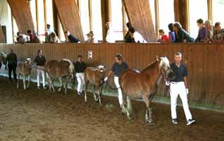 JUGEND und PFERD OÖ Seit einigen Jahren gibt es in Oberösterreich eine Einrichtung, die sich mit jugendlichen und jungen Pferdefreunden beschäftigt.
