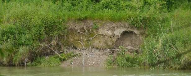 12 Abb. 12: Steilwand bei der Mündung Mederbach. Auch diese Bruthöhle wird noch zweimal vom Hochwasser überflutet (12.06.2016).