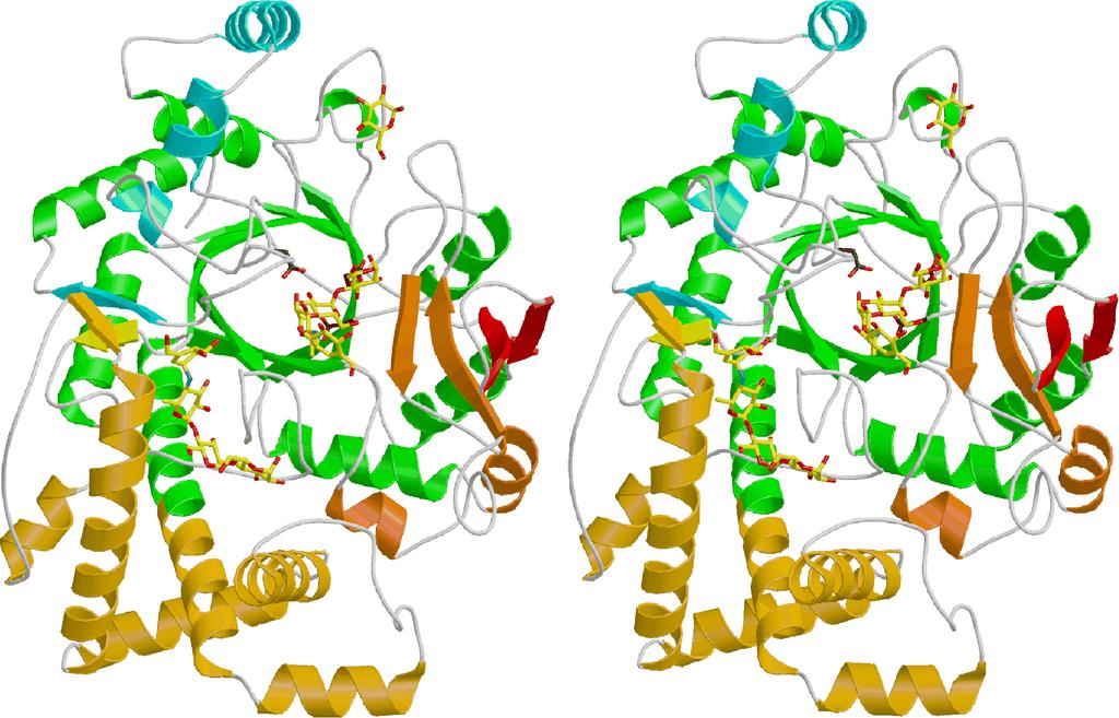 4.2.2 Bindungsstellen Nach der Verfeinerung der Proteinstruktur konnten zwei größere Bereiche der Elektronendichte eindeutig als Acarbose interpretiert werden.