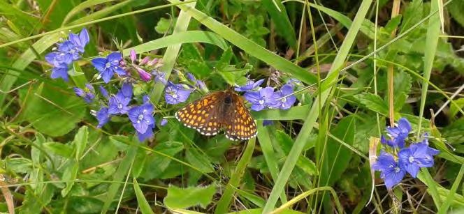 Artensterben - Schmetterlinge Artenrückgang der Schmetterlinge zehn mal höher als bei Pflanzen und Vögeln!