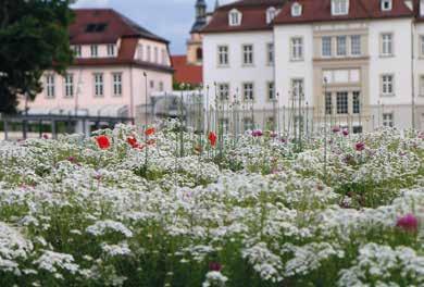 NABU-Projekt: Natur nah dran biologische Vielfalt in Kommunen fördern Text: Anette Marquardt, Carolin de Mattia und Martin Klatt 5 Jahre, 50 Kommunen und jede Menge bunte Blumen, Bienen und