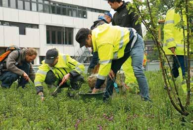 Die Städte und Gemeinden werden jeweils im September vom NABU und vom Umweltministerium Baden- Württemberg wieder eine Informationsmappe mit detaillierter Broschüre zum Projekt sowie Einzelheiten zum