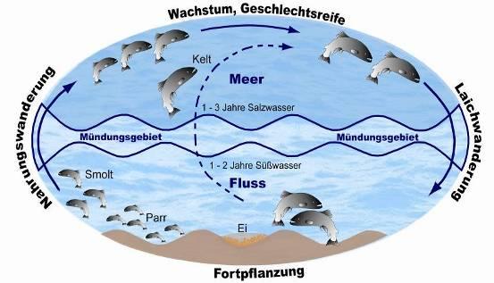 Bundesanstalt Bundeswasserstraßen Abwanung Jungtiere aus den Flüssen in das Meer angewiesen.