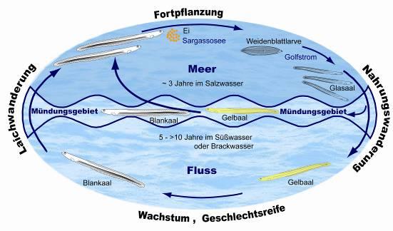 meernahen Staustufen Hemelingen/Weser und Geesthacht/Elbe Neunaugen in sehr großen Mengen dort festgestellt worden.
