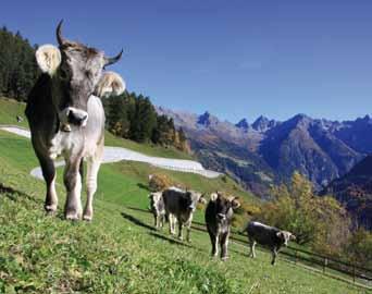Grauviehherde auf ca. 1.500 Meter am Kaunerberg in Tirol. Das Tiroler Grauvieh ist an die rauen Witterungsbedingungen in den Alpen gewöhnt. Foto: Tiroler Grauviehzuchtverband/Hausegger 4.