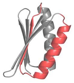 Abbildung I-3 Sekundärstrukturdarstellung des Proteins Top7 (PDB-Code 1QYS) [Kuhlman et al., 2003]. Die Abbildung wurde mit Hilfe des Programms PyMOL erstellt [Delano, 2002].