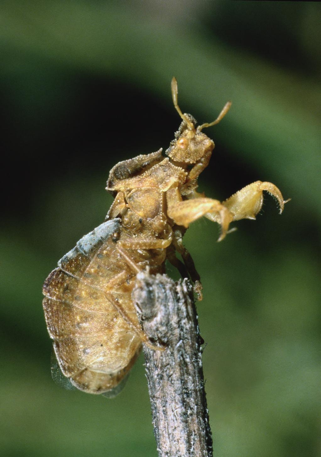 Rote Liste der Wanzen (Insecta: Heteroptera) Thüringens Phymata crassipes ist in Thüringen noch weit verbreitet, sie