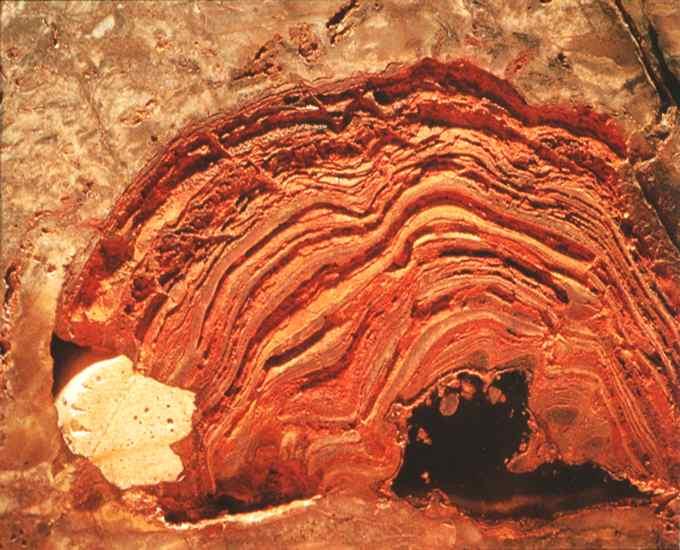 1538: Der älteste Stromatolith, North Pole, Westaustralien, ca. 3,7 Mrd. Jahre alt.