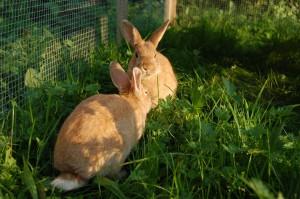Kaninchenwiese Das Geheimnis glücklicher Kaninchen! Artgerechte Haltung und Ernährung Edelgrün für Kaninchen Veröffentlicht am 9.