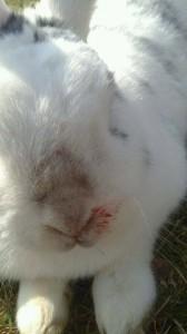 Kaninchenwiese Das Geheimnis glücklicher Kaninchen! Artgerechte Haltung und Ernährung Wie sicher ist dein Kaninchen vor der mutierten Chinaseuche (RHD2)? Veröffentlicht am 5.