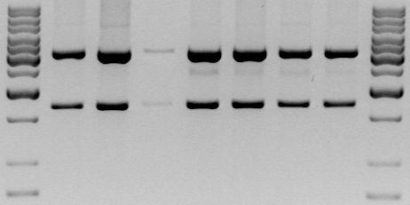 (A) Ergebnis der Fusions-PCR: 1 = hmlskatalase Produkt 1, 2 = hmlskatalase Produkt 2, 3 = hkatalase; (B) Restriktion der pgemhmlskatalase2-16 Klone mit XbaI und PstI.