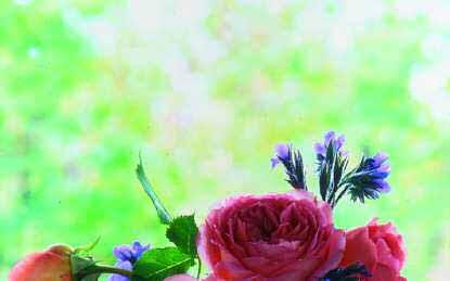 Für alle mit einem speziellen Interesse an Rosen ist dies ein idealer Weg, sich an der einzelnen Blüte zu erfreuen.