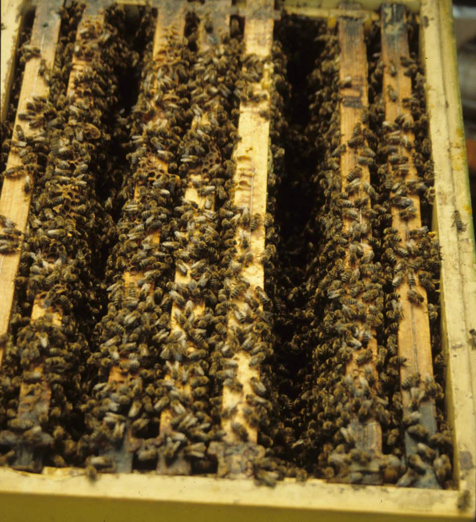 Sammelbrutableger zur Zucht Durch den Schlupf vieler Jungbienen ist