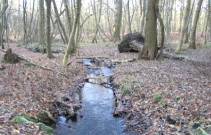 Arten Zielkonkretisierung Arten des Anhang II in Natura 2000 /